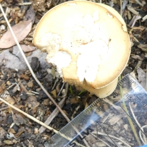 Agrocybe praecox group at Belconnen, ACT - 10 Nov 2024 10:50 AM