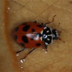 Hippodamia variegata (Spotted Amber Ladybird) at Rosedale, NSW - 8 Nov 2024 by jb2602