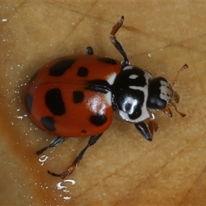 Hippodamia variegata at Rosedale, NSW - 9 Nov 2024 08:13 AM