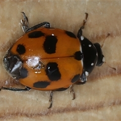 Hippodamia variegata at Rosedale, NSW - 9 Nov 2024 08:13 AM