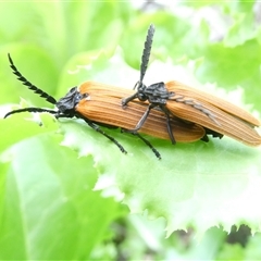 Porrostoma rhipidium (Long-nosed Lycid (Net-winged) beetle) at Belconnen, ACT - 9 Nov 2024 by JohnGiacon