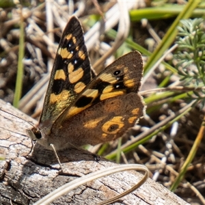 Argynnina cyrila at Mount Clear, ACT - 8 Nov 2024