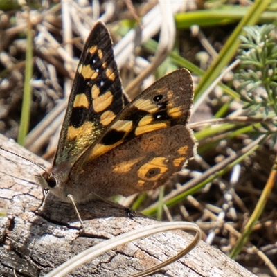 Argynnina cyrila (Forest Brown, Cyril's Brown) at Mount Clear, ACT - 7 Nov 2024 by SWishart