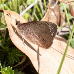 Argynnina cyrila at Mount Clear, ACT - 8 Nov 2024