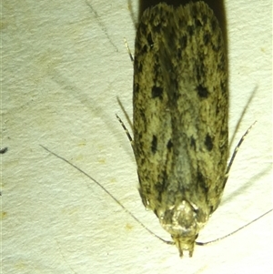 Hofmannophila pseudospretella at Belconnen, ACT - 10 Nov 2024