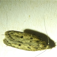 Hofmannophila pseudospretella at Belconnen, ACT - 10 Nov 2024