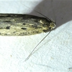 Hofmannophila pseudospretella at Belconnen, ACT - 10 Nov 2024