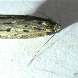 Hofmannophila pseudospretella at Belconnen, ACT - 10 Nov 2024