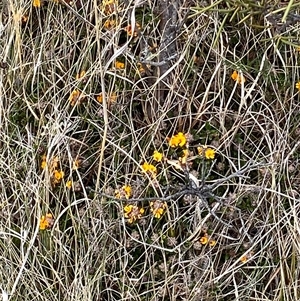 Oxylobium ellipticum at Mount Clear, ACT - 22 Oct 2024