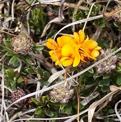 Oxylobium ellipticum at Mount Clear, ACT - 22 Oct 2024