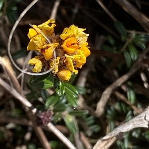 Pultenaea capitellata at Mount Clear, ACT - 22 Oct 2024