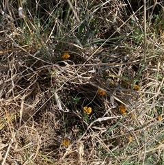 Pultenaea capitellata at Mount Clear, ACT - 22 Oct 2024