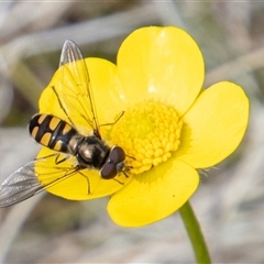 Melangyna viridiceps (Hover fly) at Mount Clear, ACT - 7 Nov 2024 by SWishart