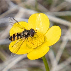 Melangyna viridiceps at Mount Clear, ACT - 8 Nov 2024