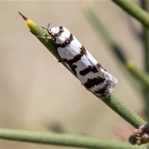 Philobota impletella Group at Mount Clear, ACT - 8 Nov 2024