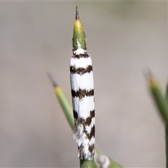 Philobota impletella Group at Mount Clear, ACT - 8 Nov 2024