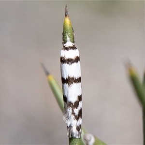 Philobota impletella Group at Mount Clear, ACT - 8 Nov 2024 11:31 AM