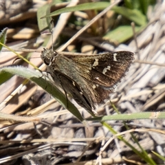 Pasma tasmanica (Two-spotted Grass-skipper) at Mount Clear, ACT - 8 Nov 2024 by SWishart