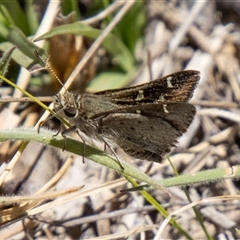 Pasma tasmanica at Mount Clear, ACT - 8 Nov 2024