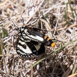 Agaristodes feisthamelii at Mount Clear, ACT - 8 Nov 2024 12:32 PM