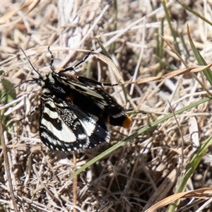 Agaristodes feisthamelii at Mount Clear, ACT - 8 Nov 2024 12:32 PM