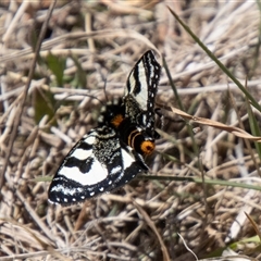 Agaristodes feisthamelii at Mount Clear, ACT - 8 Nov 2024 12:32 PM