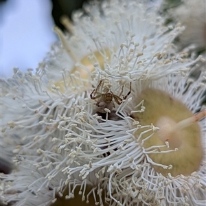 Thomisidae (family) at Mount Kembla, NSW by BackyardHabitatProject