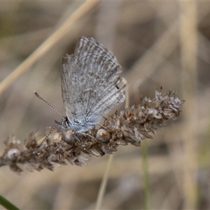 Zizina otis at Mount Clear, ACT - 8 Nov 2024