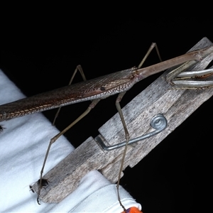 Archimantis latistyla (Stick Mantis, Large Brown Mantis) at Rosedale, NSW by jb2602