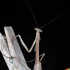 Archimantis latistyla at Rosedale, NSW - 9 Nov 2024 10:54 PM