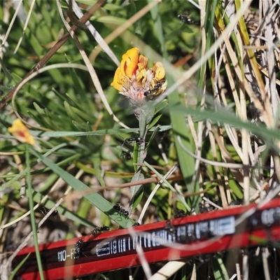 Pultenaea capitellata (Hard-head Bush-pea) at Mount Clear, ACT - 22 Oct 2024 by RAllen