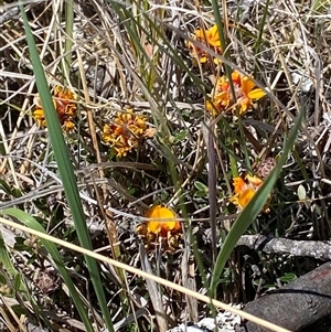 Pultenaea capitellata at Mount Clear, ACT - 22 Oct 2024 12:00 PM