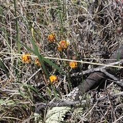 Pultenaea capitellata at Mount Clear, ACT - 22 Oct 2024 12:00 PM