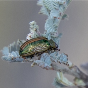 Calomela sp. (genus) at Mount Clear, ACT - 8 Nov 2024