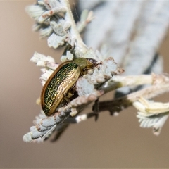 Calomela sp. (genus) at Mount Clear, ACT - 8 Nov 2024