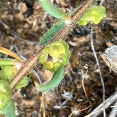 Maireana enchylaenoides (Wingless Fissure-plant) at Fentons Creek, VIC - 11 Nov 2024 by KL