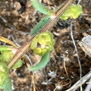 Maireana enchylaenoides (Wingless Fissure-plant) at Fentons Creek, VIC by KL