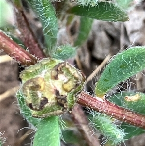 Maireana enchylaenoides at suppressed - suppressed