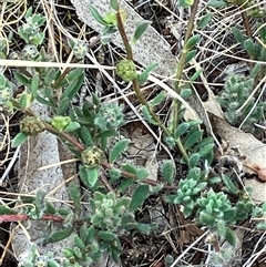 Maireana enchylaenoides at suppressed - suppressed