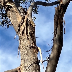 Antechinus flavipes at Fentons Creek, VIC - suppressed