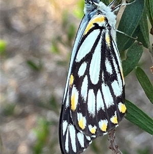 Belenois java at Fentons Creek, VIC - 10 Nov 2024 07:51 AM