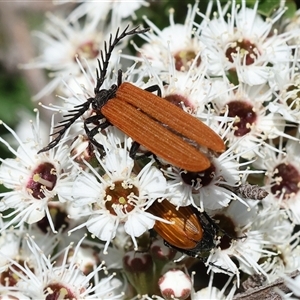 Porrostoma rhipidium (Long-nosed Lycid (Net-winged) beetle) at West Wodonga, VIC by KylieWaldon