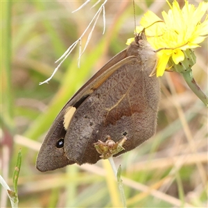 Heteronympha merope at Gundaroo, NSW - 11 Nov 2024 11:55 AM