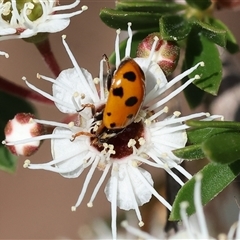 Hippodamia variegata (Spotted Amber Ladybird) at West Wodonga, VIC - 10 Nov 2024 by KylieWaldon