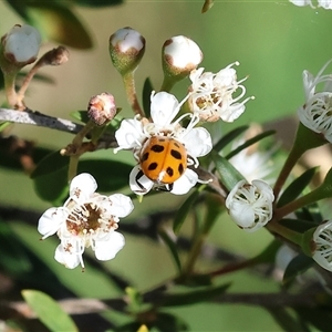 Hippodamia variegata at West Wodonga, VIC - 10 Nov 2024