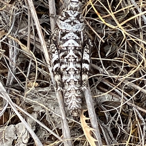 Monistria concinna at Fentons Creek, VIC by KL