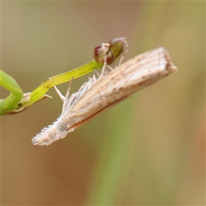 Culladia cuneiferellus at Gundaroo, NSW - 11 Nov 2024 11:47 AM