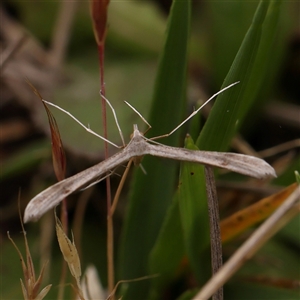 Platyptilia celidotus at Gundaroo, NSW - 11 Nov 2024 11:42 AM