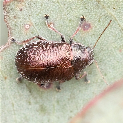 Edusella sp. (genus) (A leaf beetle) at Gundaroo, NSW - 11 Nov 2024 by ConBoekel