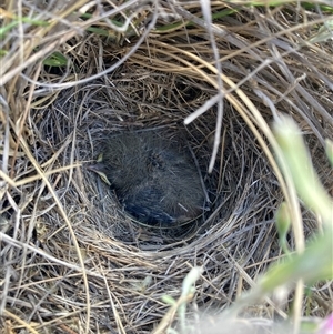 Anthus australis (Australian Pipit) at Fentons Creek, VIC by KL